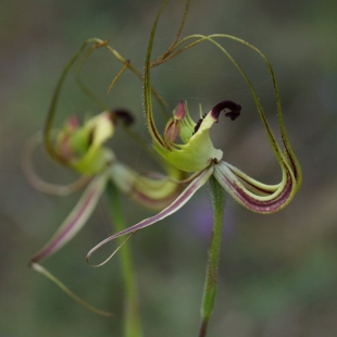 Caladenia falcata